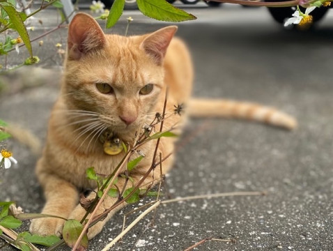 捜索中 迷い猫掲示板 沖縄県宮古島市の ちーちゃん ちび ちゃん 迷子の飼い猫を探しています ネコジルシ