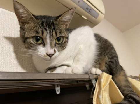 終了]迷い猫掲示板 東京都国分寺市の「ハナ」ちゃん - 迷子の飼い猫を 