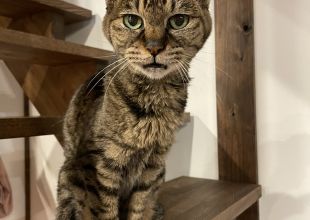 北海道で捜索中の迷い猫 ネコジルシ