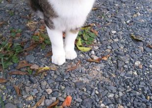 熊本県の迷い猫情報 - ネコジルシ