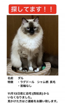 終了 迷い猫掲示板 鹿児島県姶良市の ダル ちゃん 迷子の飼い猫を探しています ネコジルシ