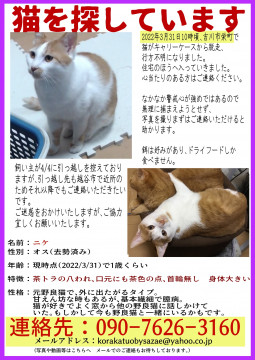発見]埼玉県のニケちゃん - 迷い猫掲示板