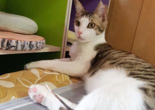 カムパネルラさま専用 長崎はりこのつるし猫 Www Suntrust Hellotierney Com カムパネルラさま専用 長崎はりこのつるし猫 Www Suntrust Hellotierney Com