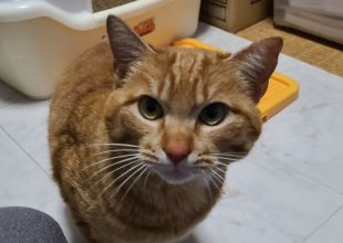 北海道の迷い猫情報 ネコジルシ