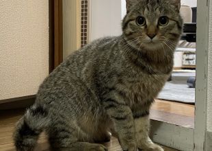 東京都で捜索中の迷い猫 - ネコジルシ