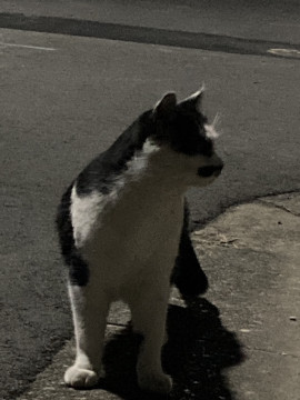 ねこ Amazon.co.jp: 猫壱（necoichi） キャットトンネルスパイラル