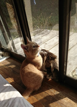 発見]宮崎県のチャトラちゃん - 迷い猫掲示板