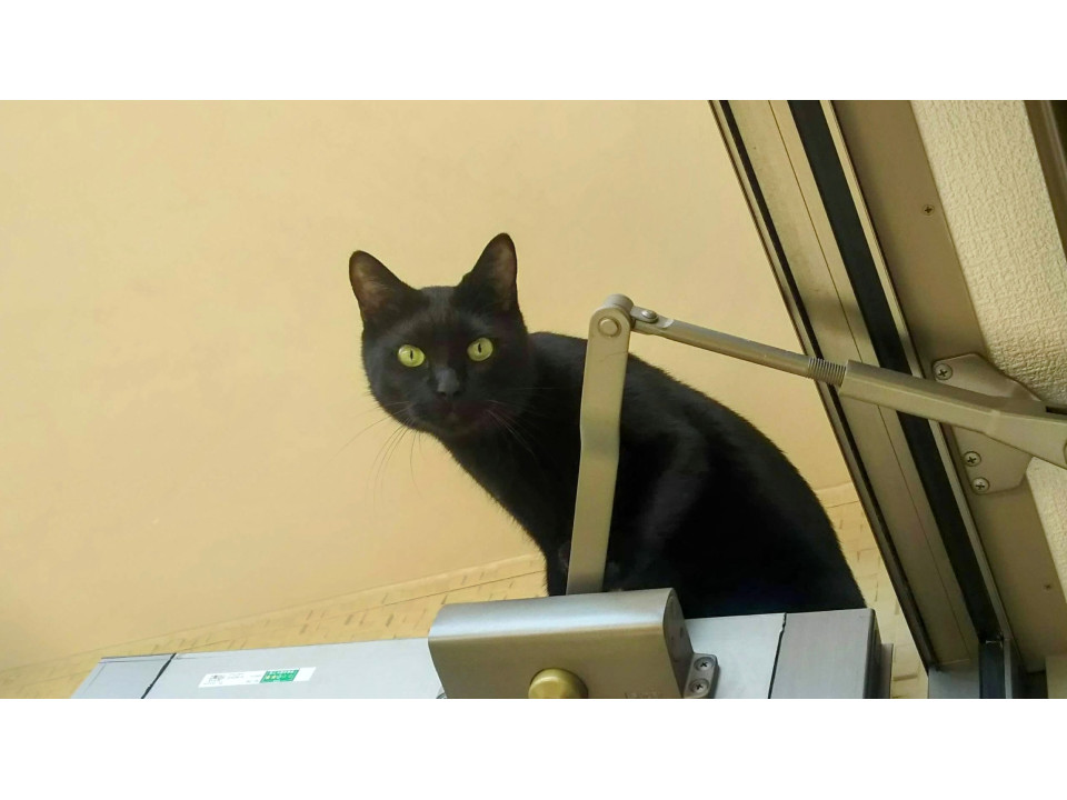 発見]三重県のまめちゃん - 迷い猫掲示板
