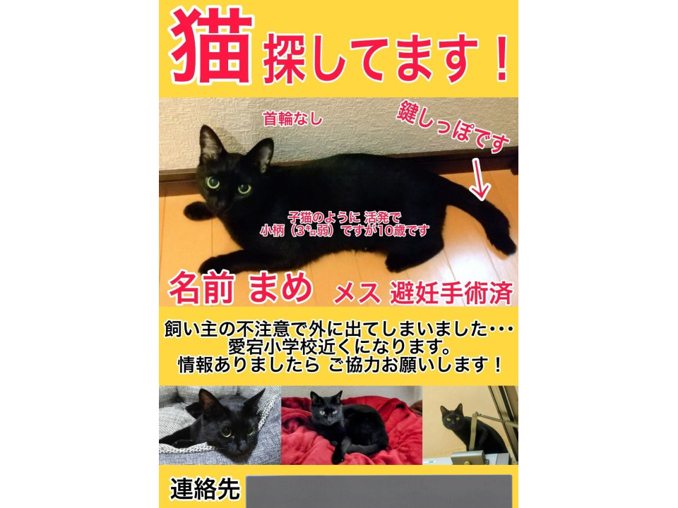 発見]三重県のまめちゃん - 迷い猫掲示板