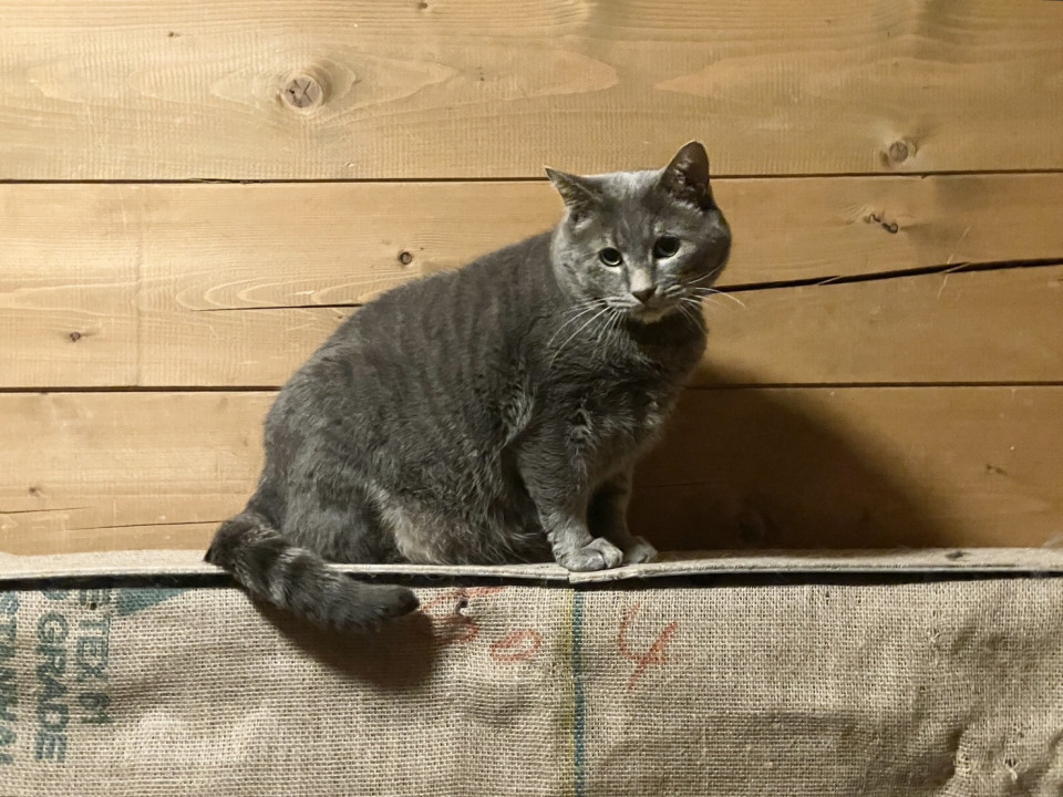 捜索中]静岡県駿東郡長泉町のカノ吉ちゃん - 迷い猫掲示板
