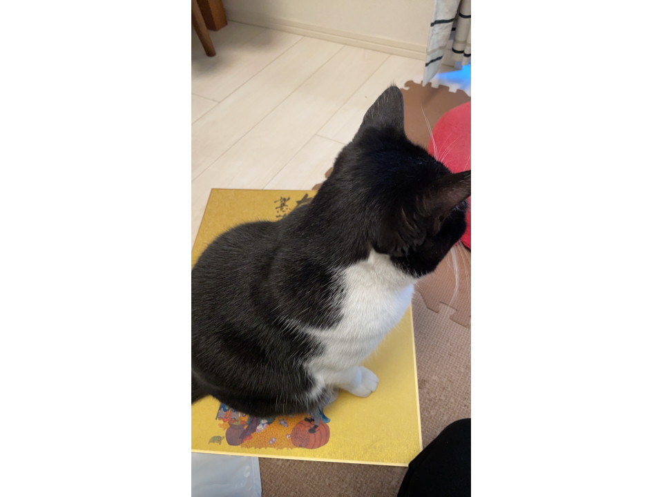 発見]愛知県のハチちゃん - 迷い猫掲示板