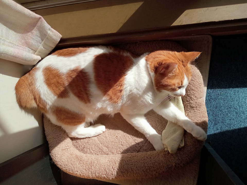 みゆねこ 発見]埼玉県のみゆちゃん - 迷い猫掲示板