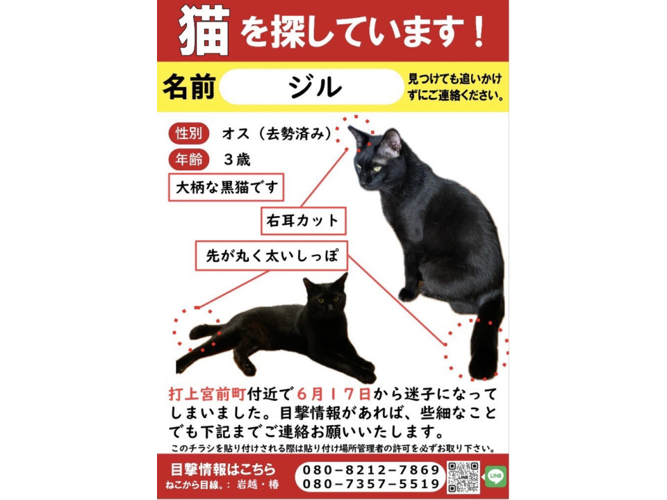 終了]大阪府寝屋川市のジルくんちゃん - 迷い猫掲示板