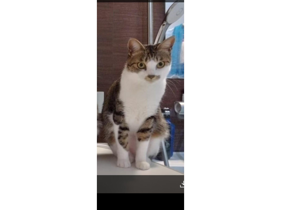 捜索中]千葉県袖ケ浦市のきなこちゃん - 迷い猫掲示板