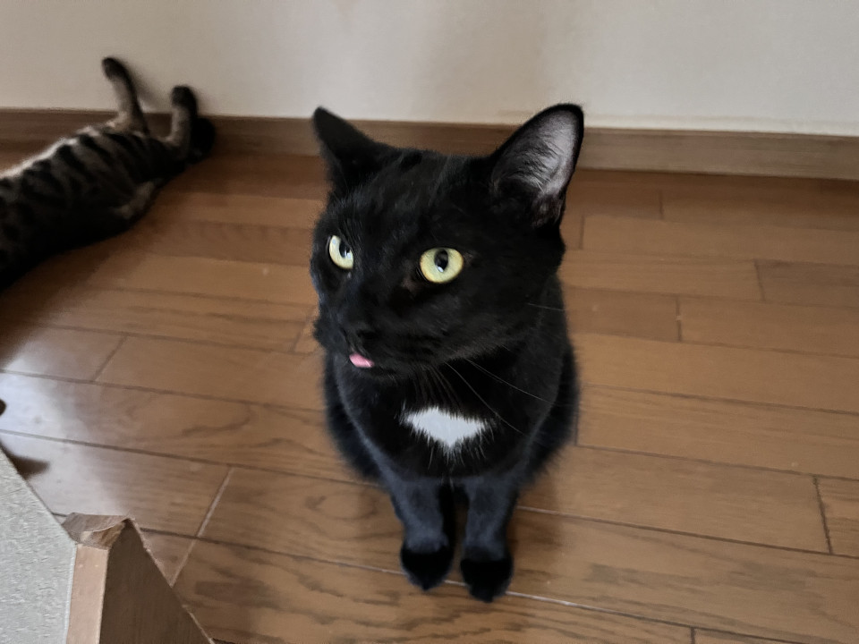 発見]群馬県のくろまめちゃん - 迷い猫掲示板