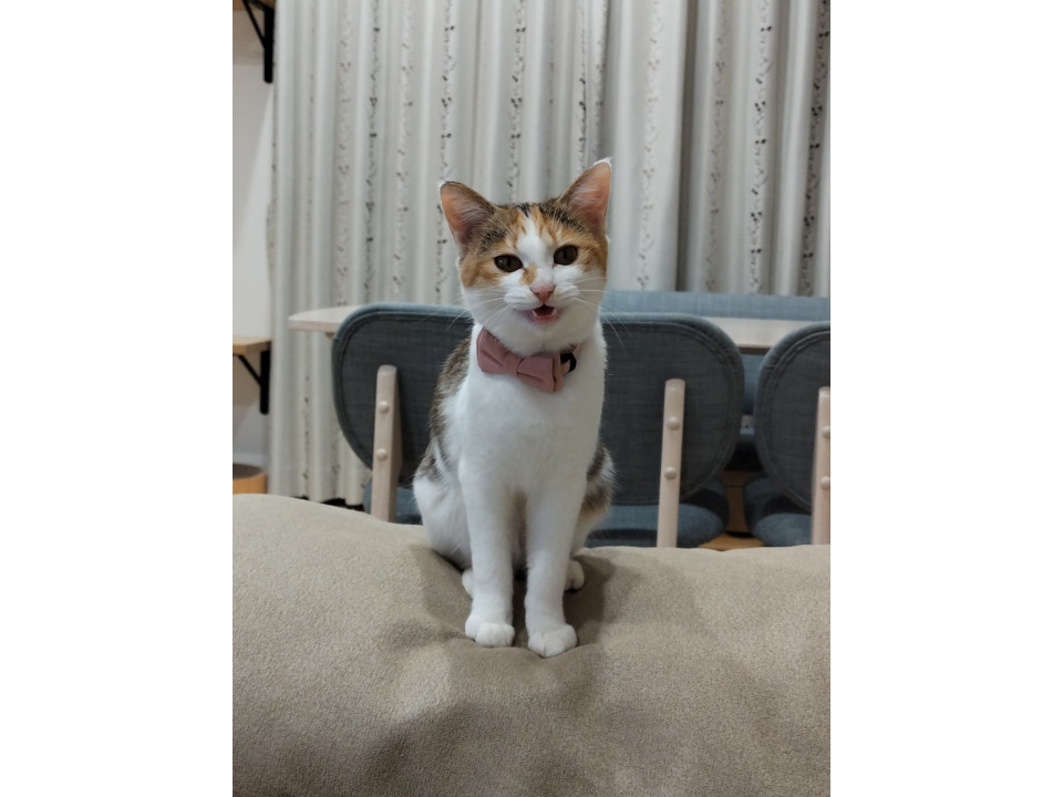 発見]岡山県のきなこちゃん - 迷い猫掲示板