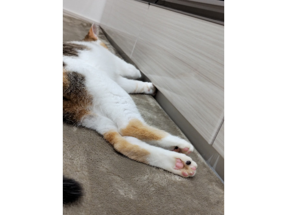 発見]岡山県のきなこちゃん - 迷い猫掲示板