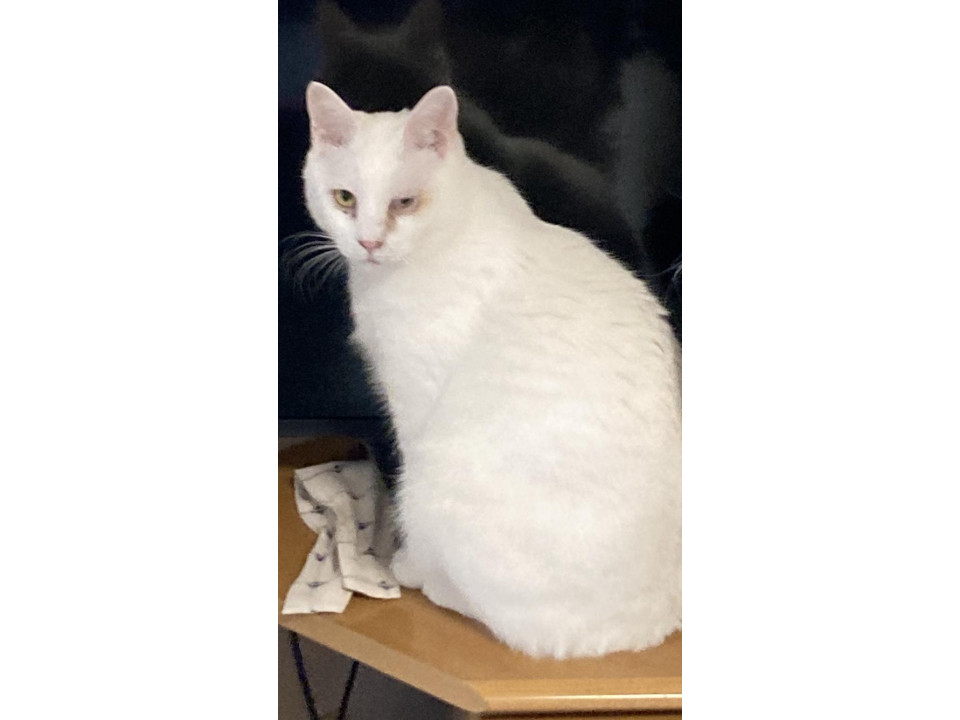 発見]埼玉県の天元(てんげん)ちゃん - 迷い猫掲示板