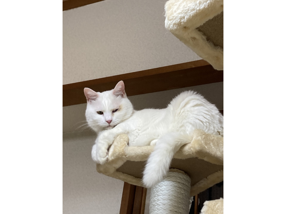 発見]埼玉県の天元(てんげん)ちゃん - 迷い猫掲示板