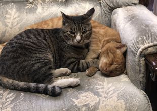 鹿児島県で捜索中の迷い猫 - ネコジルシ