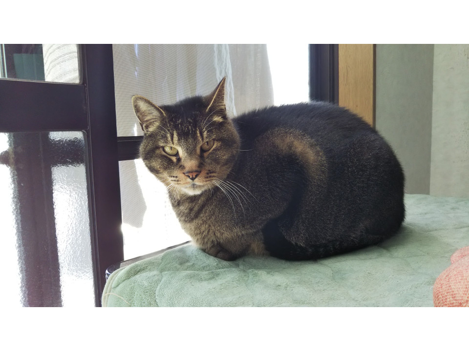 発見]宮城県のこばんちゃん - 迷い猫掲示板