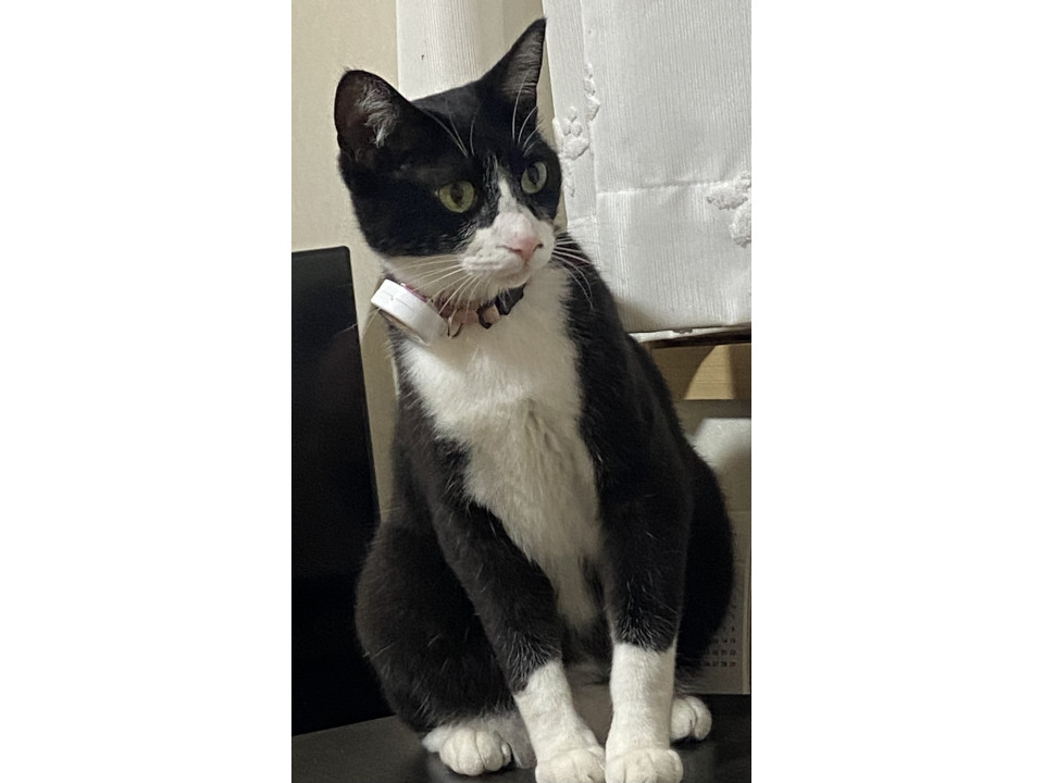 もも猫 捜索中]千葉県茂原市のモモちゃん - 迷い猫掲示板