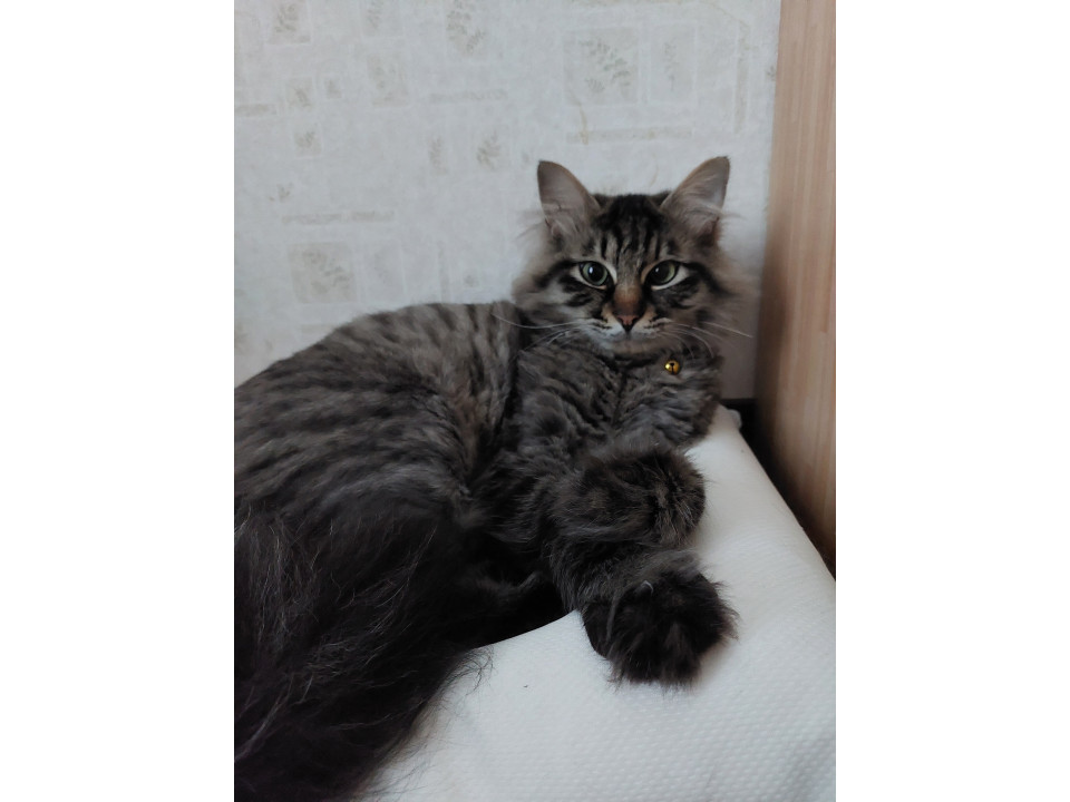 捜索中]茨城県古河市のGen（ゲン）ちゃん - 迷い猫掲示板