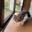 ねねこ