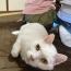 シロ