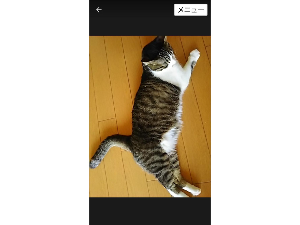 捜索中]広島県廿日市市のシャビちゃん - 迷い猫掲示板