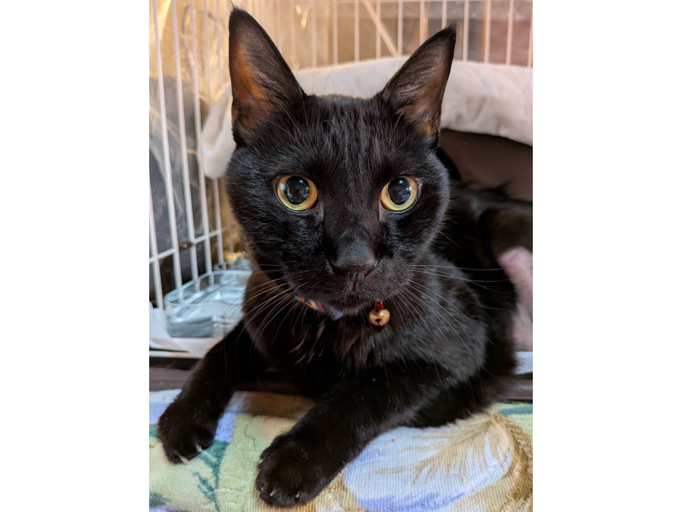 捜索中]京都府京都市北区のどんちゃん - 迷い猫掲示板