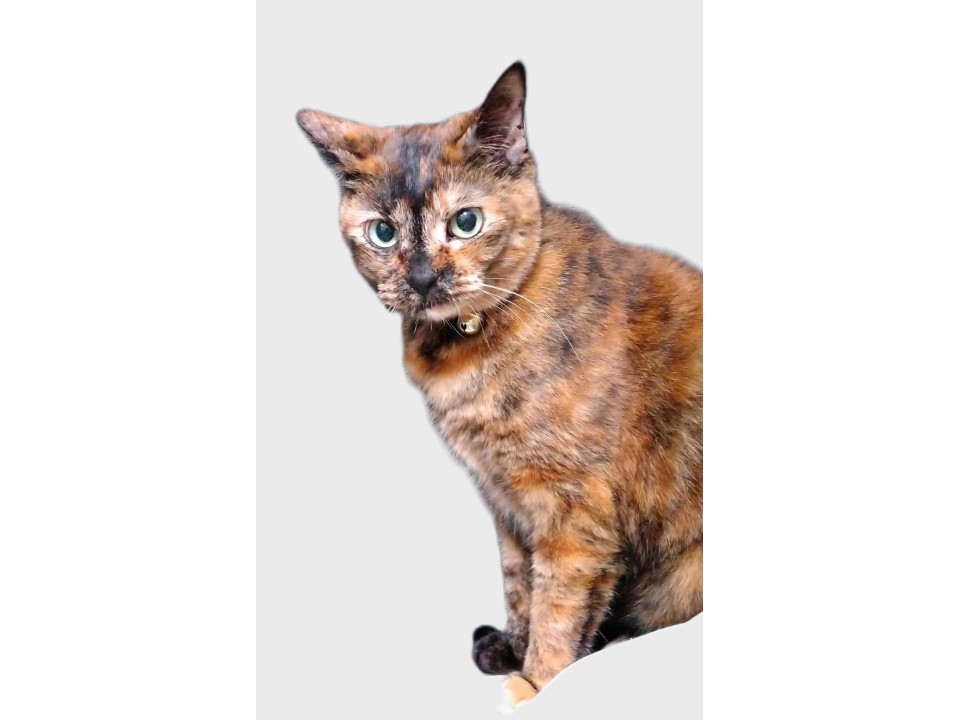 猫千代　0501 猫千代 0501 猫千代 0501 カード検索 ｜ Z/X - Zillions of enemy X