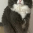 もこ