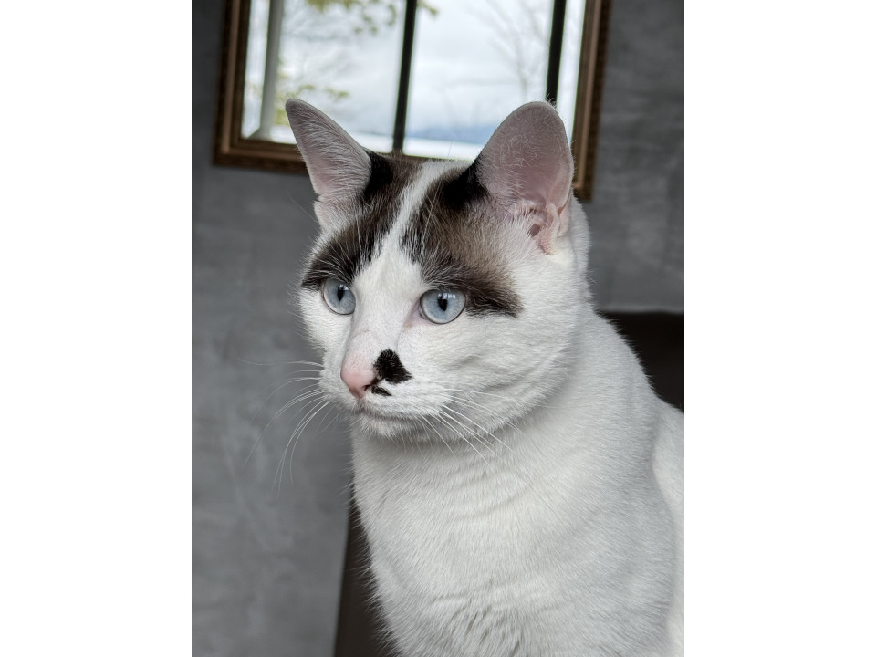 【まま猫(ΦωΦ）】注意→プロスペクターのみ１台です‼️ 楽天市場】免許取り立てです ネコ マグネット 茶白 猫 初心者 マーク