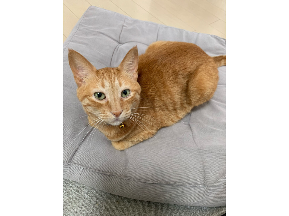 ⁂チャラチャラネコ⁂様 確認画像 phonto-4.jpg