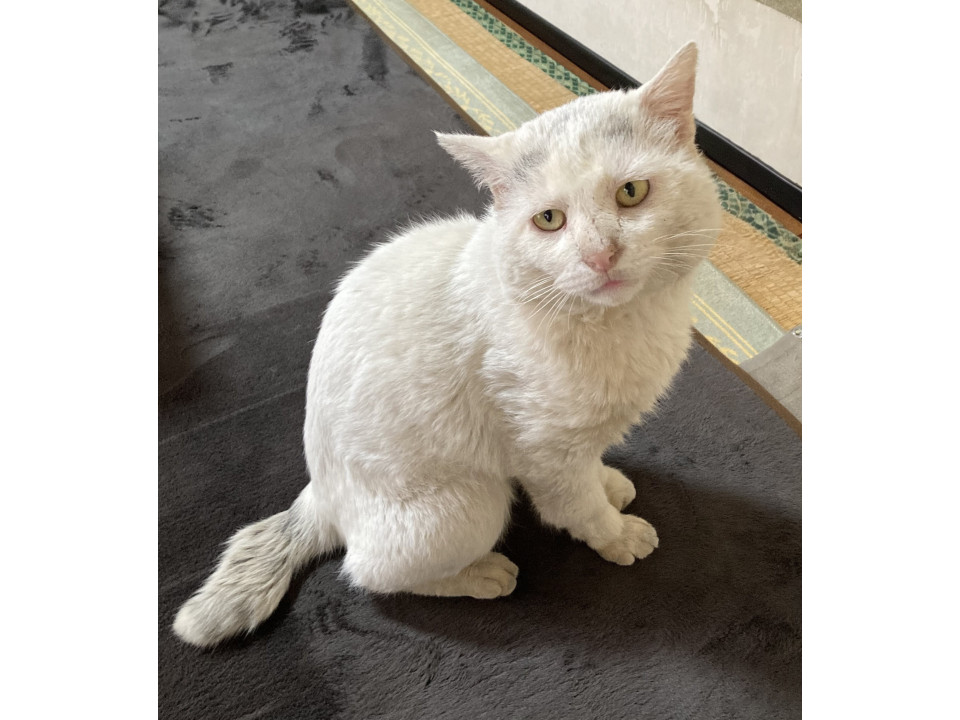 捜索中]埼玉県久喜市のシロちゃん - 迷い猫掲示板
