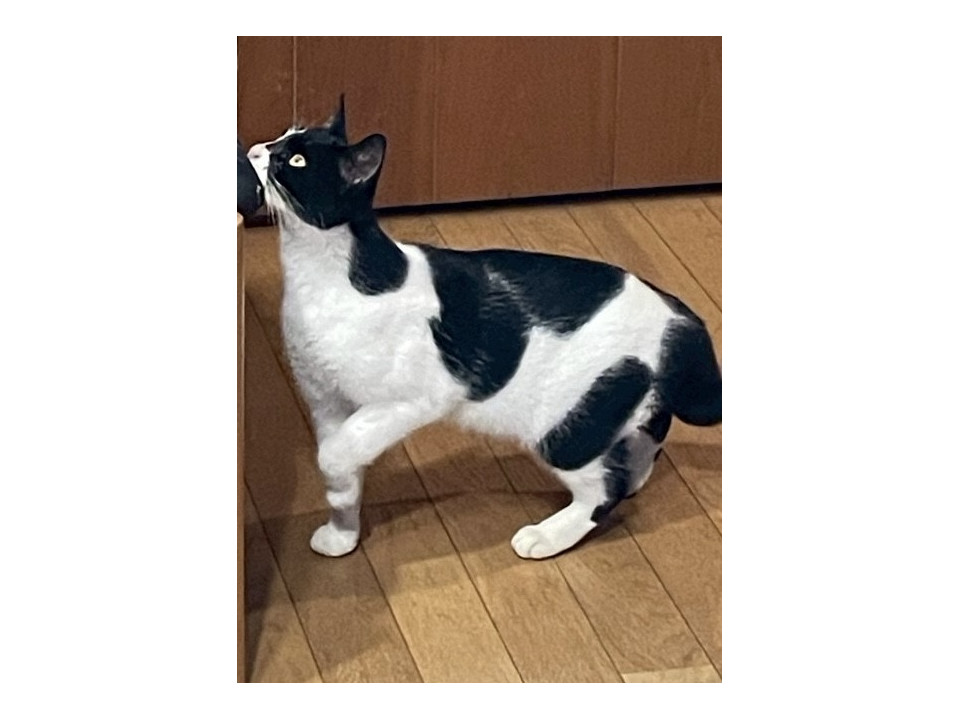 捜索中]福岡県北九州市門司区のみるくちゃん - 迷い猫掲示板