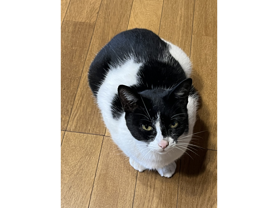 捜索中]福岡県北九州市門司区のみるくちゃん - 迷い猫掲示板