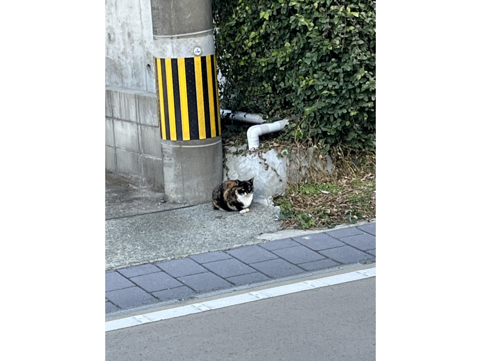 ネコちゃん photo 🪪