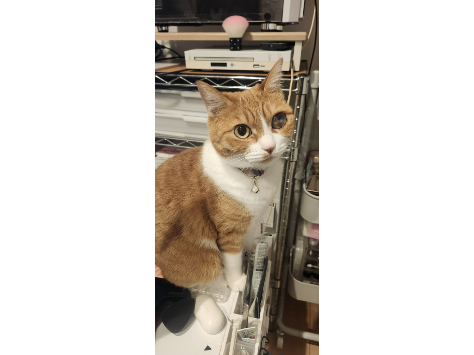 迷い猫 (きなこ)② 発見]山口県のきなこちゃん - 迷い猫掲示板