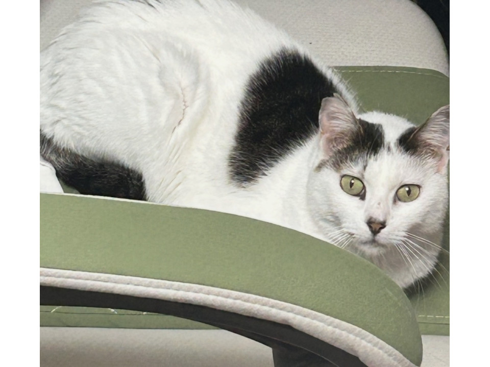 豆猫 豆猫アーティストPECO-LIN 本革豆バイクとキジトラの子猫 l