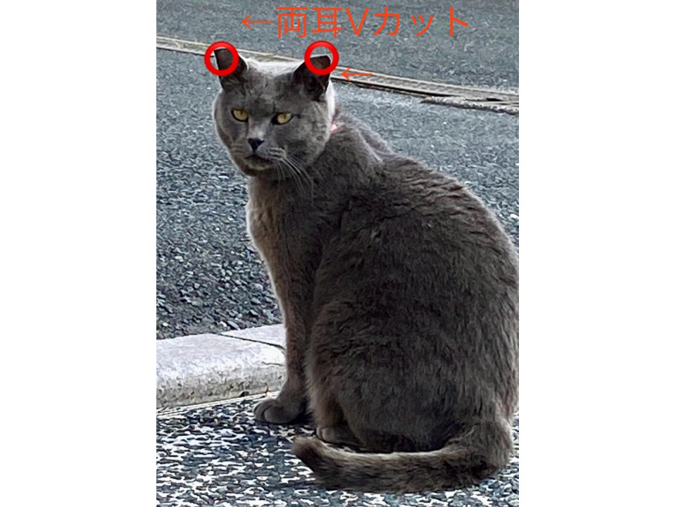 捜索中]静岡県浜松市中区のグレコちゃん - 迷い猫掲示板