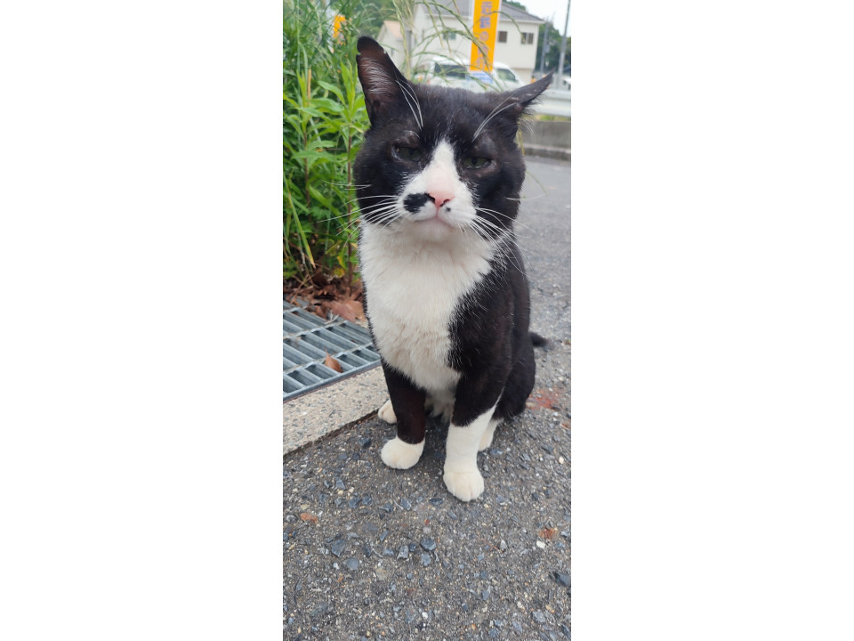 捜索中]広島県廿日市市のはなちょちゃん - 迷い猫掲示板