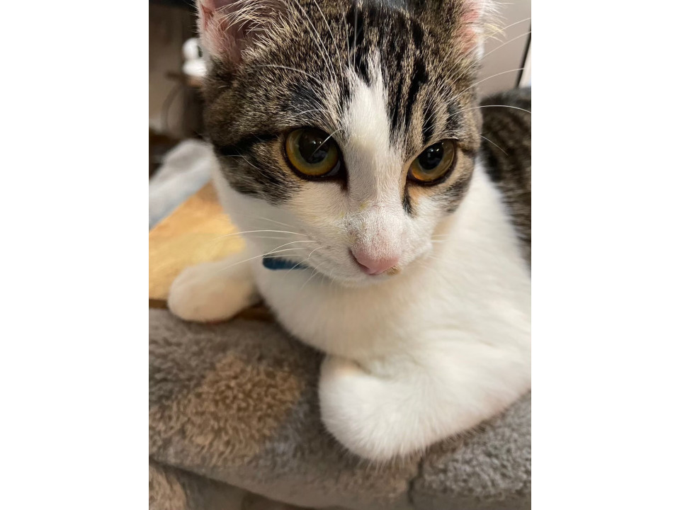 捜索中]鹿児島県鹿児島市のふくちゃんちゃん - 迷い猫掲示板
