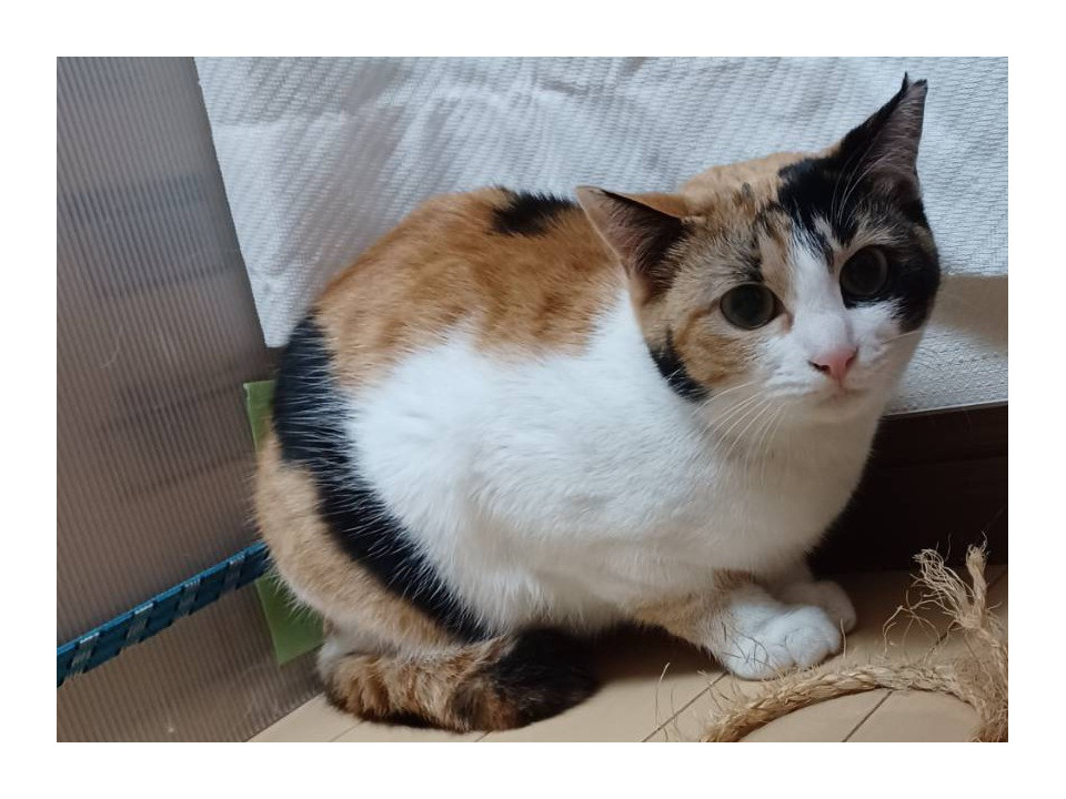 【中古】 みけねこミケジローのなぞなぞ王TV選手権 みけねこミケジローのなぞなぞ王TV選手権 / 中尾明/村井香葉 ＜電子版