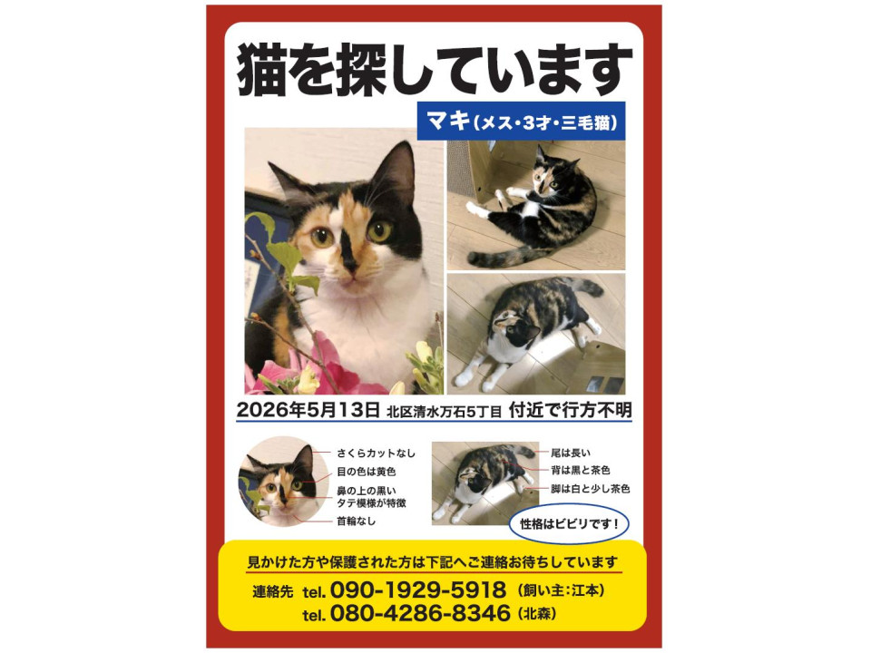 捜索中]熊本県熊本市北区のマキちゃん - 迷い猫掲示板