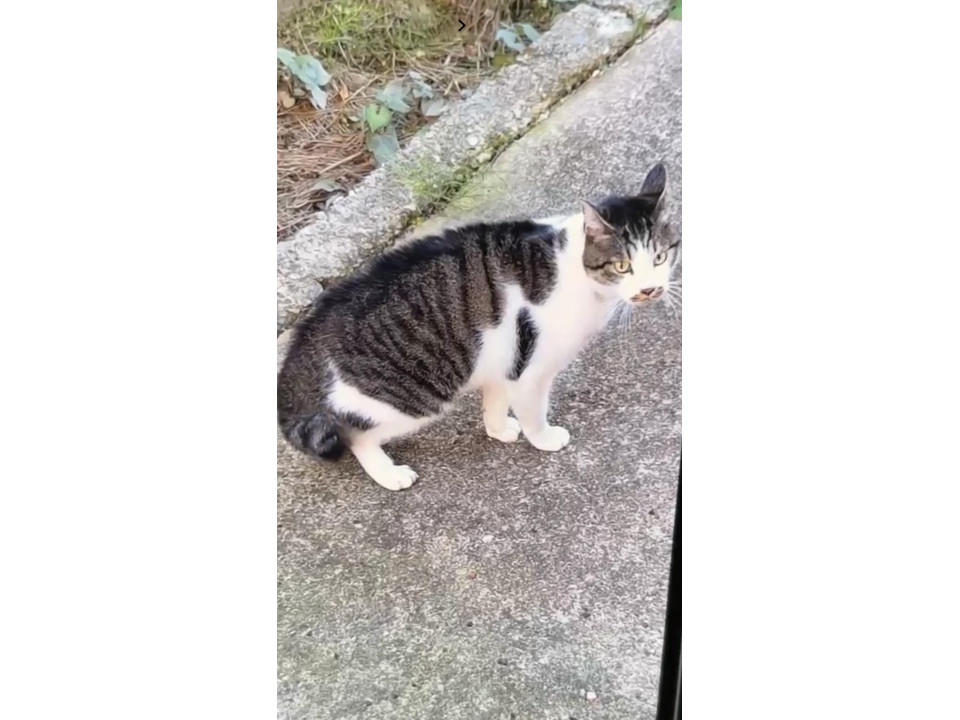 発見]石川県のスイカちゃん - 迷い猫掲示板
