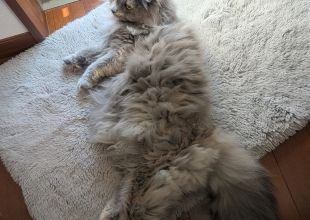猫好きのためのSNS - 愛猫の日記や写真でユーザ交流