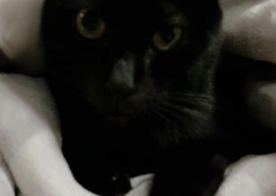 猫好きのためのSNS - 愛猫の日記や写真でユーザ交流