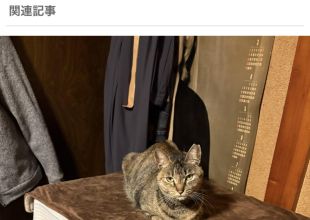 猫好きのためのSNS - 愛猫の日記や写真でユーザ交流